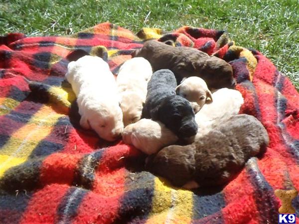 Puppies in IA